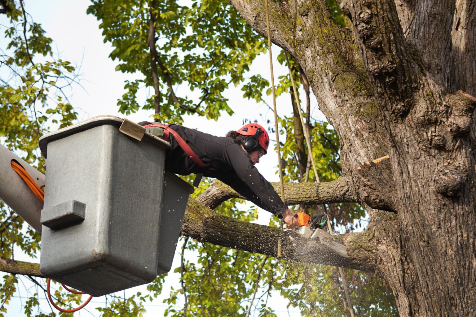 SEO Service for Tree Service Company